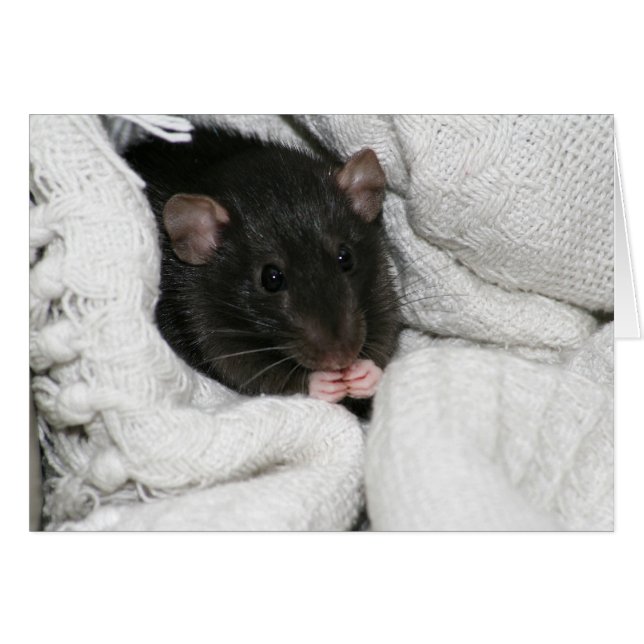 Edgworth Le Rat (Devant horizontal)