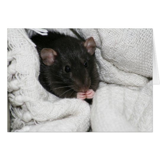 Edgworth The Rat Card