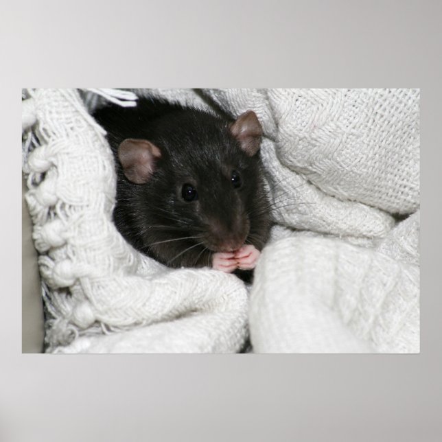 Edgworth The Rat Poster (Front)