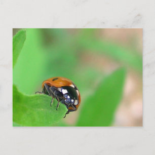 Edgy - Ladybug on leaf edge Postcard