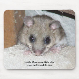 "Edible Dormouse" Mousepad