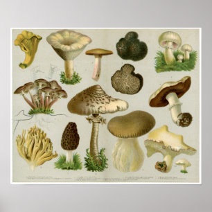 Edible Fungi - Mushrooms and Toadstools Poster