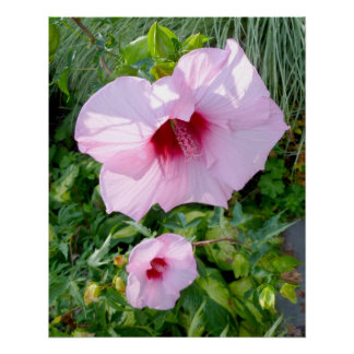 Edible Giant Hibiscus Flower Perfect Poster