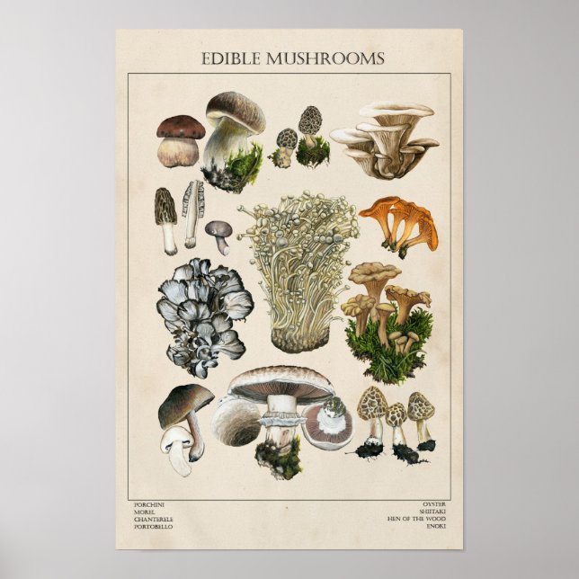 Edible Mushrooms Chart Poster (Front)