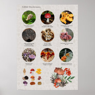 Edible Mushrooms Photos and Illustrations Chart