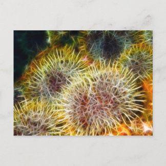 Edible Sea Urchin Postcard