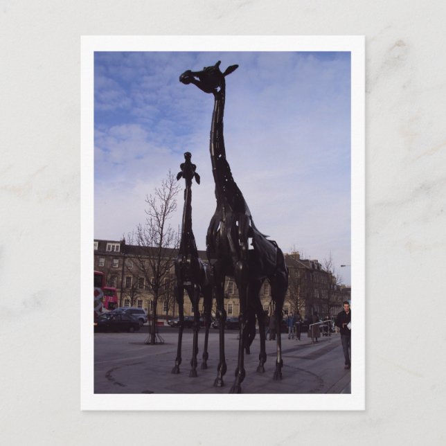Edinburgh Giraffes Postcard (Front)