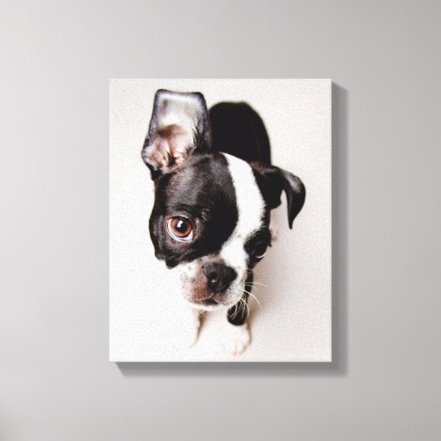 Edison Boston Terrier puppy. Canvas Print (Front)