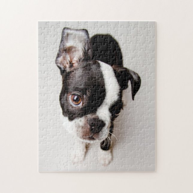 Edison Boston Terrier puppy. Jigsaw Puzzle (Vertical)