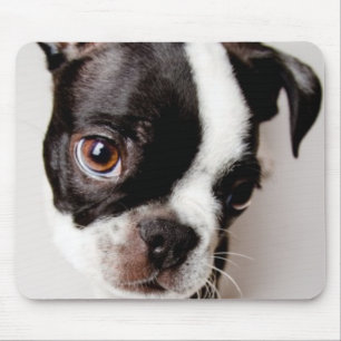 Edison Boston Terrier puppy. Mouse Pad