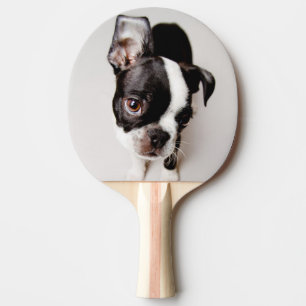 Edison Boston Terrier puppy. Ping Pong Paddle