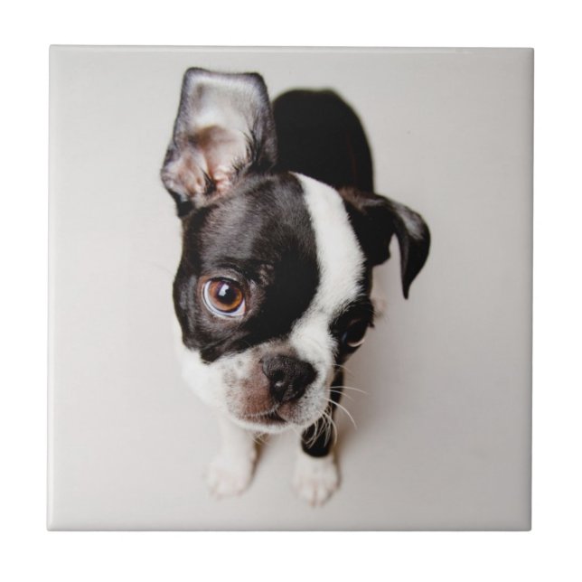 Edison Boston Terrier puppy. Tile (Front)