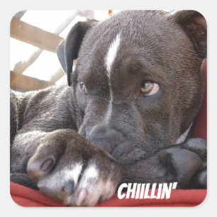 Editable Baby Pitbull Puppies Square Sticker