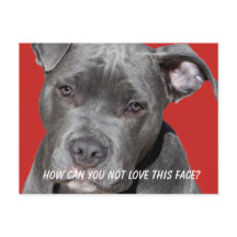 Editable Black Pitbull