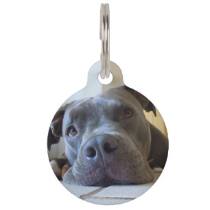 Editable Brown Pitbull Dog Pet Tag
