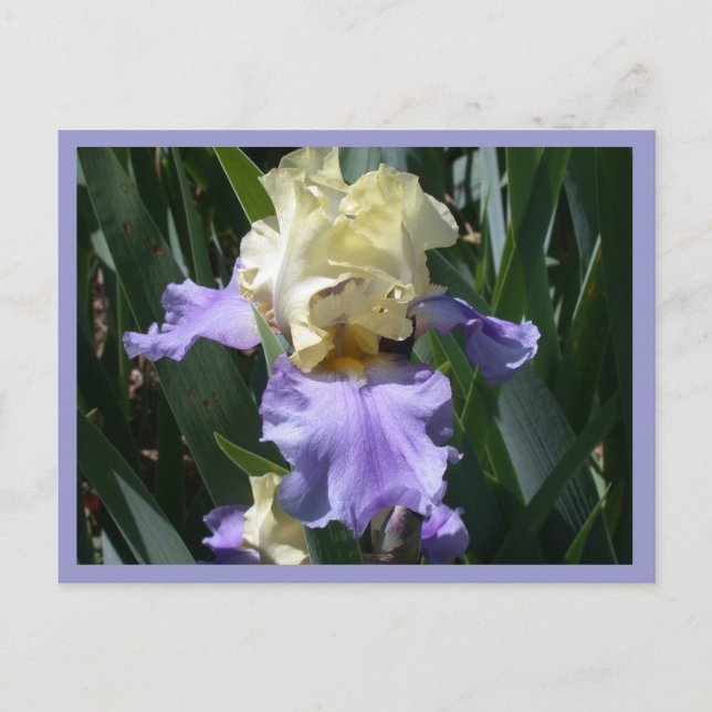 Edith Wolford Postcard (Front)