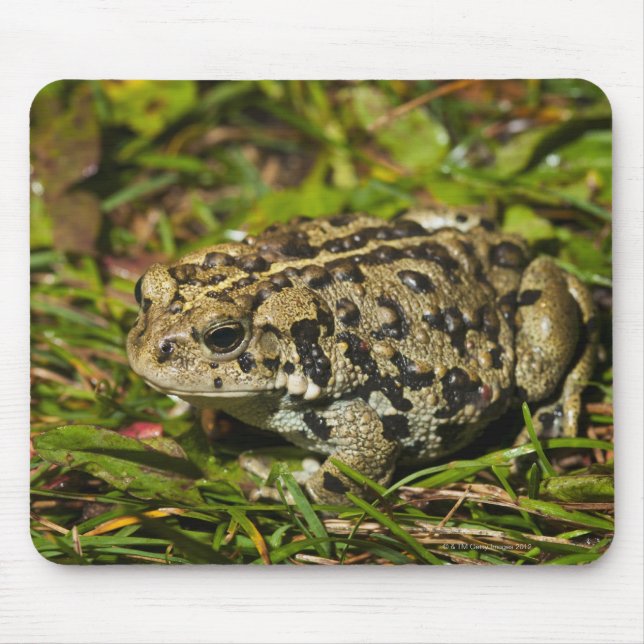 edmonton, alberta, canada 2 mouse pad (Front)