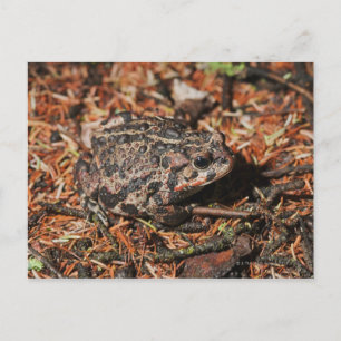 edmonton, alberta, canada 3 postcard