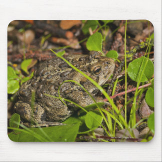edmonton, alberta, canada mouse pad