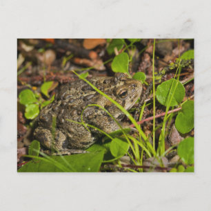 edmonton, alberta, canada postcard