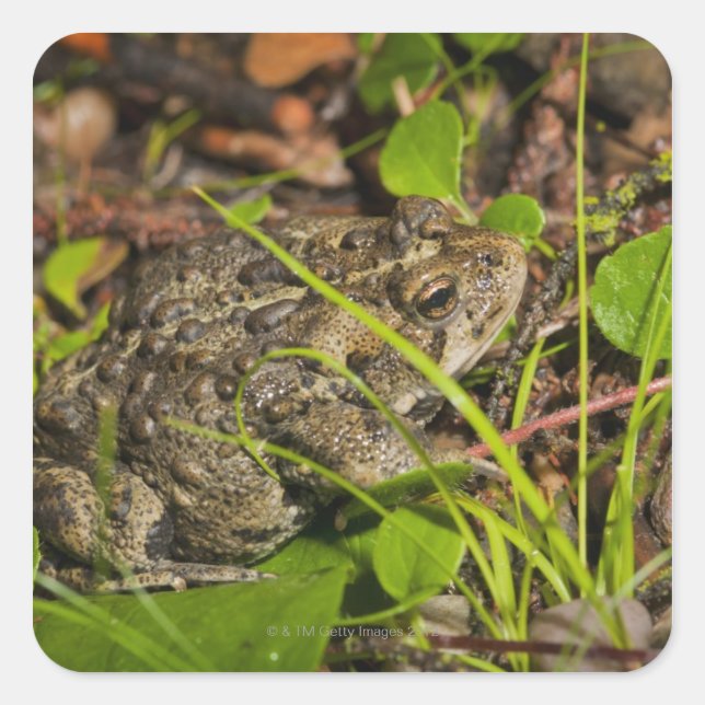 edmonton, alberta, canada square sticker (Front)