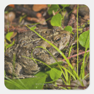 edmonton, alberta, canada square sticker