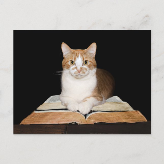 Educated or librarian tabby cat postcard (Front)