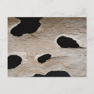 educatedbrainfart BARK Postcard