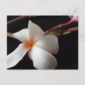 educatedbrainfart Plumeria Postcard