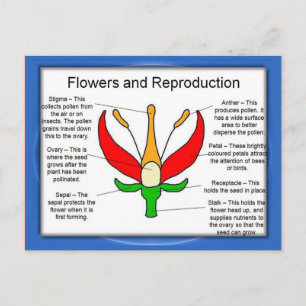 Education, Science, Flowers and reproduction Postcard