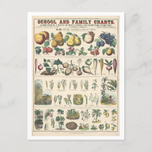 Educational Chart for Economical Uses for Plants Postcard