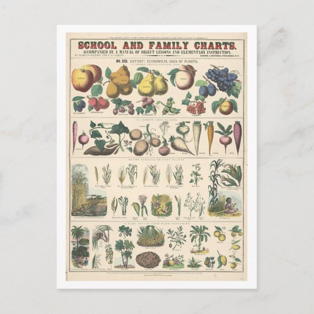 Educational Chart for Economical Uses for Plants Postcard (Front)