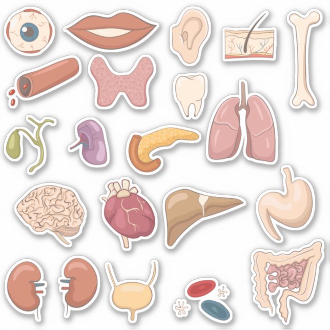 Educational Human Body Parts & Organs (Front)