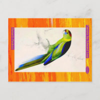 Edward Lear. Barnard's Parakeet.