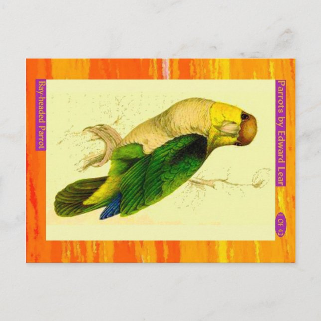 Edward Lear. Bay-headed Parrot. Postcard (Front)