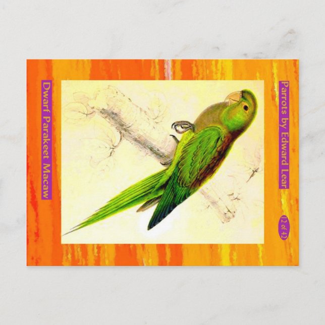 Edward Lear. Dwarf Parakeet Macaw. Postcard (Front)