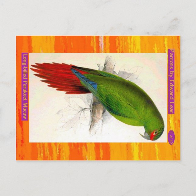 Edward Lear. Long-billed Parakeet Macaw. Postcard (Front)