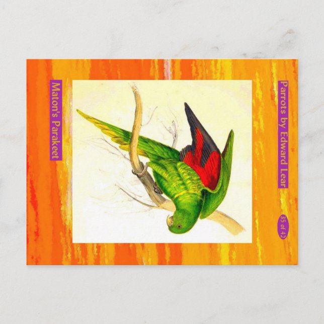 Edward Lear. Maton's Parakeet. Postcard (Front)