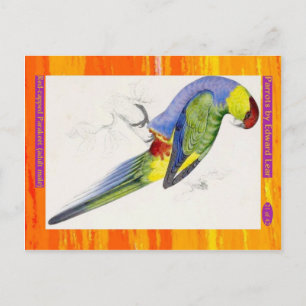 Edward Lear. Red-capped Parakeet. Adult male. Postcard