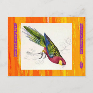 Edward Lear. Stanley Parakeet. Adult male. Postcard
