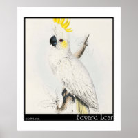 Edward Lear's Lesser Sulfur-Crested Cockatoo
