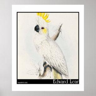 Edward Lear's Lesser Sulphur-Crested Cockatoo Poster