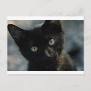 EEK Black Cat Scary Postcard