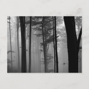 EERIE FOREST TREES LEAVES B&W POSTCARD