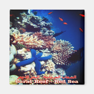 EG - Egypt - Red Sea - Coral Reef - Biodiversity Magnet