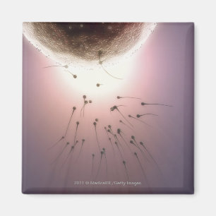 Egg being fertilized by sperm magnet