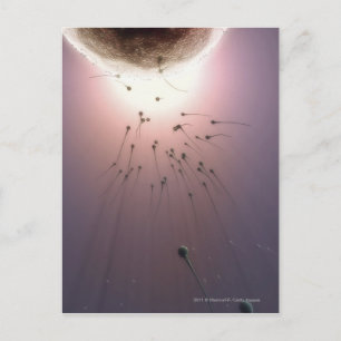 Egg being fertilized by sperm postcard