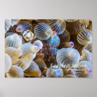 Egg Shell Shrimp