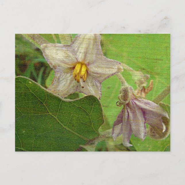 Eggplant Flowers Postcard (Front)