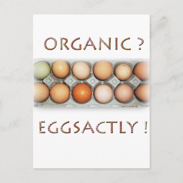 EGGSACTLY POSTCARD (Front)
